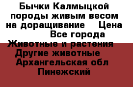 Бычки Калмыцкой породы живым весом на доращивание. › Цена ­ 135 - Все города Животные и растения » Другие животные   . Архангельская обл.,Пинежский 